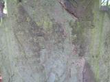image of grave number 758852